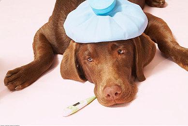 《怪物猎人 崛起》发布新活动任务 “高难度：赫耀动乱”